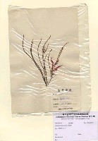 藏品(Grateloupia ramosissima Okamura)的圖片